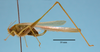 CollectionObject 1542760; DEES MZLQ-I0114, 4c1e462e-fa30-4f3f-92ad-75b30aea5116: male, body lateral view (holotype). (CollectionObject).
