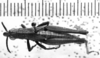 CollectionObject 1543632; 386a3472-eab0-4769-a464-256b6220c5f4: Image Carbonell, C.S. male, dorsal view (lectotype). (CollectionObject).