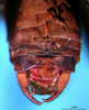 CollectionObject 1500601; eca864f1-ada4-4f96-b300-61a4c59c7ac5, DORSA BTtetfenHTM: male cerci (holotype). (CollectionObject).