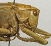 CollectionObject 1535195; a7980e1d-a2ed-41be-adab-e5b3294aa4ba: female pronotum, lateral view (holotype). (CollectionObject).