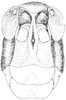 Romalea microptera (Palisot de Beauvois, 1817): Fig. 370. male, head, facial view. (Otu).