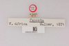 CollectionObject 1518322; 22c54a88-e0f4-4781-bf2d-05eee0fffc40, NHMUK015982514: labels (holotype). (CollectionObject).