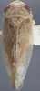 Habitus, dorsal view on Eutettix (Eutettix) discolor Hepner, 1942: Dorsal. (Observation).