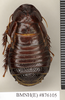 Ancaudellia thomsoni (Kirby, 1903): Copyright Natural History Museum, London. Lectotype (adult female) in BM(NH). Dorsal view. (Otu).