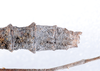 CollectionObject 1558791; 65716cc0-ae0c-4467-87da-86588846a8ea: copyright ZMUH, Hamburg. female: end of abdomen, dorsal view of synonym Galactea titschacki (paratype). (CollectionObject).