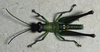 Chiriquacris quadrimaculata Rowell & Bentos-Pereira, 2005: male, dorsal view. (Otu).