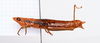 CollectionObject 2057250; 5288eaca-fc9e-4b4f-9fab-135c9363c5fd, CNMS 5353: (CollectionObject).