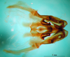 CollectionObject 1567281; cfb67743-a479-4615-96bb-f1c250a59d37: phallic complex, ventral view. (CollectionObject).