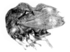 Bunyella Day, 1999: _Bunyella dromedarius_. (Otu).