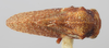 Habitus, dorsal view on Centrodontus atlas reticulatus Cook, 1952: (Observation).
