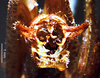 CollectionObject 1503292; 90af3b6d-c1b4-4b98-87da-2a1d0ffa7b43: male cerci. (CollectionObject).