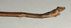 CollectionObject 1559554; NMW 1073, 14c40064-44d7-4214-b917-d1aed5d6421f: copyright NMW, Vienna. male: end of abdomen, lateral view (holotype). (CollectionObject).