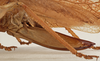 CollectionObject 1564314; da493302-2845-4b22-9f4b-946a202fc94c: female ovipositor (syntype). (CollectionObject).
