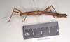 CollectionObject 1560146; b9ecc75e-5989-4ebf-8a39-ca595776ac77: copyright Natural History Museum, London. female, lateral view (paratype). (CollectionObject).;CollectionObject 1560147; 54bfe3af-922c-433d-be67-3aa34f21aaab: copyright Natural History Museum, London. female, lateral view (paratype). (CollectionObject).