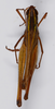 CollectionObject 1535741; 797ea4ef-52f9-4e21-ab91-8a3feaf46758: male, dorsal view (holotype). (CollectionObject).