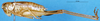 CollectionObject 1505222; 57272114-f813-426c-a501-40b2b8526900: female, lateral view (paratype). (CollectionObject).