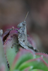 CollectionObject 1503567; 66d67baa-8843-4317-ad25-f76cf3bc9344: male (Canary Islands, La Palma). (CollectionObject).