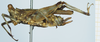 CollectionObject 1585501; 597f2d76-7379-47d6-946e-83aed747807a: female, lateral view. (CollectionObject).