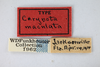 Other: !! display not done !! on Carynota maculata Funkhouser, 1915: (Observation).