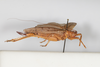 CollectionObject 1506583; cb49f7dc-4ebe-4b0b-80cf-4716726256e9: female, lateral view (syntype). (CollectionObject).