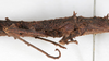 CollectionObject 1558172; 8948cf4d-207b-4e67-b86b-569924ea49cf: copyright NMW, Vienna. female: mid-body, lateral view (syntype). (CollectionObject).;CollectionObject 1558173; 08870ce4-b04c-4543-a31f-b1409d0348f5: copyright NMW, Vienna. female: mid-body, lateral view (syntype). (CollectionObject).