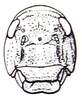 Fig. 32.4. female face. Depicts Pneumora inanis (Fabricius, 1775), an Otu.