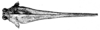 Devrieseium concinnum (Bolívar, 1887): Fig. 158. female, head and pronotum, dorsal view (shoulder width 2.6 mm). (Otu).