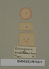 Hemelytroblatta maris-mortui (Janson, 1891): Copyright Natural History Museum, London. Labels from holotype (adult male) in BM(NH). Underside. (Otu).