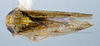 Habitus, dorsal view: !! display not done !! on T2460: Loeia Duan, 2017: (Observation).