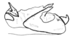 Spathalium audouinii (Blanchard, 1836): Fig. 11. phallic complex, lateral view. (Otu).