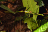 CollectionObject 1583388; 95523474-7e28-481d-9475-d50c7f3964df, QM T244506: copyright Paul D. Brock. male, 11 Feb 2016 (paratype). (CollectionObject).