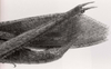 CollectionObject 1524372; b39573c0-95e0-4866-acec-07101cf67ede: male abdomen end, lateral view (syntype of Hyalopteryx asinus). (CollectionObject).
