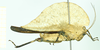 CollectionObject 1584423; 50e717fc-a147-40dd-8e28-074efb3b2ac3: male, lateral view. (CollectionObject).