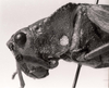CollectionObject 1525098; 4e80796d-90e0-45e5-add7-e80e629a5eb0: Image C.S. Carbonell. female, head and pronotum, lateral view (holotype). (CollectionObject).