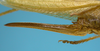 ovipositor lateral view (paratype of Agraecia incognita). Depicts CollectionObject 1542895; DEES MZLQ-I0109'', c47299d7-cbd0-4b0c-9315-6b1074b71efe, a CollectionObject.