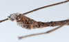 CollectionObject 1558790; dde591f1-ae7c-4b9a-b91e-9e6c06edb43d: copyright ZMUH, Hamburg. male: end of abdomen, lateral view of synonym Galactea titschacki (holotype). (CollectionObject).