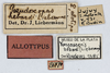 CollectionObject 1566329; MLP26770', 15babea8-a8b1-4631-94cf-5cc4699e30b8: labels (allotype). (CollectionObject).
