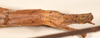 CollectionObject 1558982; a2667a89-712a-4ba6-8f36-842bc936eedf: copyright OUMNH. male: end of abdomen, dorsal view (syntype). (CollectionObject).