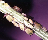 Aphis (Aphis) decepta Hottes & Frison, 1931: on Patinaca sativa (Photo:Voegtlin, D. J.). (Otu).