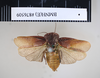 Perisphaerus aeneus (Brunner von Wattenwyl, 1865): Copyright NHM, London. Holotype male of synonym Zetobora fornicata, dorsal view. (Otu).