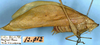 male, lateral view (syntype). Depicts CollectionObject 1532940; NMW 12012, e8b9a15c-e3ea-44a5-a85a-a17967a1aa81, a CollectionObject.