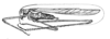 Pg. 162, Fig. 70 (after allotype). male. lateral view. Depicts Arethaea brevicauda (Scudder, 1900), an Otu.