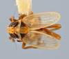 Habitus, dorsal view on Elachodelphax (Aschedelphax) borealis Hamilton, 2002: (Observation).