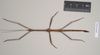 CollectionObject 1559400; NHMUK(SF IMPORT DUPLICATE) 844596, 26fc4080-bb42-41d7-a07c-faec81bdce35: copyright Natural History Museum, London. male of Lonchodes brevipes (holotype). (CollectionObject).