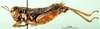 CollectionObject 1502038; 0865e7ce-2f63-4f73-940c-5a2c69ac6677: female, lateral view (alloptype). (CollectionObject).