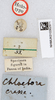 CollectionObject 1519549; ceca0743-ed88-44ce-b8f3-d322f00a36d4: labels (holotype). (CollectionObject).