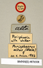 Perisphaerus altus Walker, 1868: Copyright Natural History Museum, London. Labels from holotype (adult female) in BM(NH). (Otu).