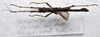 CollectionObject 1584558; 41accb10-9afb-4abb-8bba-1a239c2a45da: (CollectionObject).