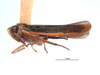 Habitus, lateral view on Coronigoniella metana Young, 1977: (Observation).