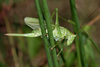 female (Switzerland, Zürich, Saland, 2005). Depicts Tettigonia cantans (Fuessly, 1775), an Otu.